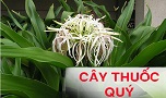 Người mất ngủ lâu ngày sẽ hối hận vì không biết cây thuốc này sớm
